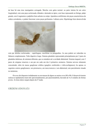 Catálogo Classe INSECTA.
Página 7
da base há uma área mastigadora corrugada. Maxilas com galea normal- na parte interna há um sulco
longitudinal, com uma peça esclerosada, dilatada e denteada no ápice, com base repousando na faringe, palpo
grande, com 4 segmentos e palpifero bem saliente no estipe; Apendices estiliformes são peças características da
ordem corrodentia, e podem funcionar como peças perfurantes. Labium curto. Hipofaringe bem desenvolvida
com par delobus esclerosadas – superlinguae, maxillulae ou paragnathas. As asas podem ser reduzidas ou
faltarem completamente. Tubo digestivo longo. Sistema glandular representado principalmente por 2 pares de
glandulas tubulosas, de estrutura diferente, que se estendem até a cavidade abdominal. Sistema traqueal, com 3
pares de estigmas toracicos e um par em cada um dos 6 primeiros uromeros. Sistema nervoso altamente
concentrado; além da massa ganglionar cefalica (ganglios cerebroides e infra-esofagianos), ha apenas os
seguintes centros ganglionares: um protoracico, um meso-toracico e um abdominal, este parcialmente situado
no metatorax.
Os ovos são dispostos isoladamente ou em massas de alguns ou muitos ovos (80 a 90). O desenvolvimento
realiza-se rapidamente (num mês aproximadamente), por paurometabolia, havendo de 4 a 6 estadios de formas
jovens. As técas alares surgem depois da 2ª muda.
ORDEM ODONATA
 