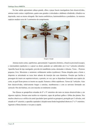 Catálogo Classe INSECTA.
Página 8
Na fase adulta apresentam cabeça grande, olhos e peças bucais mastigadoras bem desenvolvidos,
antenas muito curtas e septiformes, quatro asas grandes e reticuladas e abdômen cilindroide, cilíndrico ou
deprimido, mais ou menos alongado. São insetos antibióticos, hemimetabólicos e predadores. As menores
espécies medem cerca de 2 centímetros de comprimento.
Imagem: Google
Antenas muito curtas, septiformes, apresentando 3 segmentos distintos, o basal ou proximal (escapo),
o intermediário (pedicelo) e o apical ou distal, podendo ser subdividido em 4 ou 5 artículos (distalia).
Aparelho bucal de tipo mastigador, provido de mandíbulas curtas, denteadas e robustas. Torax. - Protorax
pequeno, livre. Mesotorax e metatorax solidamente unidos (synthorax). Pernas dirigidas para a frente e
dispostas se articulando no torax bem adiante da inserção das azas dianteiras. Posição que facilita a
pousagem do inseto em suportesverticais, e permite, no voo, que se disponham formando uma espécie de
cesta, na qual ficam presos os insetos na caçada. Femures e tíbias espinhosos. Tarsos de 3 artículos. Azas
bem desenvolvidas, relativamente longas e estreitas, membranosas e com as nervuras formando um
ureticulo: Ora são hialinas, ora com maculas ou totalmente coradas.
Nas fêmeas as gonapofizes oriundas do 8° e 9° esternitos são mais ou menos desenvolvidas e, em
algumas espécies, formam uma terebra ou ovipositor, capaz de perfurar galhos e folhas das plantas. Nos
machos observa-se o orifício do canal ejaculador (poro genital ou genoporo), protegido por 2 válvulas, está
situado no 9° esternito, o aparelho copulador é alojado numa fenda longitudinal aberta no 2° e 3° esternitos.
Agarram a fêmea durante o voo para a cúpula.
 
