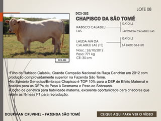 GATO LS 
JAPONESA CALABILU LAS 
RABISCO CALABILU 
LAS 
LAUDA MN DA 
CALABILU LAS (TE) 
Nasc.: 26/10/2012 
Peso: 771 kg 
CE: 35 cm 
GATO LS 
SÁ BRITO 58-B190 
DCS-252 
DCS-252 
DOURIVAN CRUVINEL – FAZENDA SÃO TOMÉ 
LOTE 08 
•Filho de Rabisco Calabilu, Grande Campeão Nacional da Raça Canchim em 2012 com 
produção comprovadamente superior na Fazenda São Tomé. 
•No Sumário Geneplus/Embrapa Chapisco é TOP 10% para a DEP de Efeito Maternal e 
positivo para as DEPs de Peso à Desmama e Peso ao Sobreano. 
•Opção de genética para habilidade materna, excelente oportunidade para criadores que 
retém as fêmeas F1 para reprodução. 
CLIQUE AQUI PARA VER O VÍDEO 
 