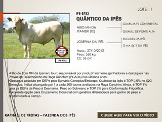 JOSEFINA DA IPÊS 
Nasc.: 27/10/2012 
Peso: 560 kg 
CE: 36 cm 
EUCLIDES DA IPÊS 
G-MA 5611 DA IPÊS 
IPE-8782 
LOTE 11 
IPE-8782 
TOP 0,5% 
CIIQUE 
GUARUJA FJ CONTINENTAL 
QUIXUXU DE PONTE ALTA 
ABIO MN DA 
IPAMERI (TE) 
•Filho de Abio MN da Ipameri, touro responsável por produzir inúmeros ganhadores e destaques nas 
Provas de Desempenho da Raça Canchim (PCADs) nos úlltimos anos. 
•Destaque absoluto em DEPs pelo Sumário Geneplus/Embrapa, Quântico da Ipês é TOP 0,5% no IQG 
Geneplus, Índice alcançado por 1 a cada 500 touros avaliados na Raça Canchim. Ainda, é TOP 1% 
para as DEPs de Peso à Desmama, Peso ao Sobreano e TOP 2% para Conformação Frigorífica. 
•Excelente opção para Cruzamento Industrial com genética diferenciada para ganho de peso e 
produtividade a campo. 
RAPHAEL DE FREITAS – FAZENDA DOS IPÊS 
CLIQUE AQUI PARA VER O VÍDEO 
 