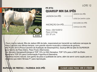 ADSON DA IPÊS 
6750 DA SANTA LUZIA 
JADSON DA IPÊS 
INSCRIÇÃO DA IPÊS 
Nasc.: 03/10/2012 
Peso: 615 kg 
CE: 37 cm 
EUCLIDES DA IPÊS 
CEVEJA DA IPÊS 
IPE-8756 
LOTE 12 
IPE-8756 
TOP 15% 
CIIQUE 
•Touro mocho natural, filho de Jadson MN da Ipês, responsável por transmitir as melhores carcaças da 
Raça Canchim nos últimos tempos, com grande volume muscular e cobertura de gordura. 
•Na PCAD 2013 (Prova Canchim de Avaliação de Desempenho), Quarup MN da Ipês foi SUPERIOR 
para Ganho de Peso Diário, Peso Final e Marmoreio. 
•No Sumário Geneplus/Embrapa é TOP 15% no IQG Geneplus, TOP 12% para a DEP de Efeito 
Maternal e TOP 2% para Conformação Frigorífica à Desmama. 
•Genética mocho natural, com ganho de peso e qualidade de carne, além de servir como opção para os 
criadores que retém fêmeas F1 para reprodução. 
RAPHAEL DE FREITAS – FAZENDA DOS IPÊS 
CLIQUE AQUI PARA VER O VÍDEO 
 