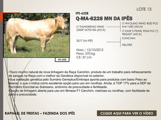 LT WYOLING WIND 4020 PLD 
M411450 (AICA) 
LT EASE’S PEARL 9034 PLD (*) 
F852547 (AICA) 
LT THUNDERING WIND 
5200P M705186 (AICA) 
3077 DA IPÊS 
Nasc.: 12/10/2012 
Peso: 570 kg 
CE: 37 cm 
CANCHIM 
NELORE 
IPE-6228 
LOTE 13 
IPE-6228 
•Touro mocho natural da nova linhagem da Raça Canchim, produto de um trabalho para refrescamento 
de sangue na Raça com o melhor da Genética disponível no exterior. 
•Sua avaliação genética pelo Sumário Geneplus/Embrapa aponta para produtos com baixo Peso ao 
Nascer, o que o indica como excelente opção para uso em novilhas. Ainda, é TOP 17% para a DEP de 
Perímetro Escrotal ao Sobreano, sinônimo de precocidade e fertilidade. 
•Opção de linhagem aberta para uso em fêmeas F1 Canchim, matrizes ou novilhas, com facilidade de 
parto e precocidade. 
RAPHAEL DE FREITAS – FAZENDA DOS IPÊS 
CLIQUE AQUI PARA VER O VÍDEO 
 