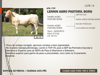 JURI DA ILMA 
ALÉXIA AGRO PASTORIL BORG 
FADIPE AGRO 
PASTORIL BORG 
FAUNA AGRO 
PASTORIL BORG 
Nasc.: 24/05/2012 
Peso: 615 kg 
CE: 34 cm 
TACURU POSTOJNA 
T-MA-42305 MN IPAMERI 
APB-1739 
LOTE 14 
APB-1739 
•Touro de umbigo corrigido, aprumos corretos e bem pigmentado. 
•No Sumário Geneplus/Embrapa, Lennin é TOP 3% para a DEP de Perímetro Escrotal à 
Desmama e Superior para as DEPs de Peso à Desmama e Sobreano. 
•Genética superior para ganho de peso e precocidade, lucro certo no Cruzamento 
Industrial. 
RAPHAEL DE FREITAS – FAZENDA DOS IPÊS 
CLIQUE AQUI PARA VER O VÍDEO 
 