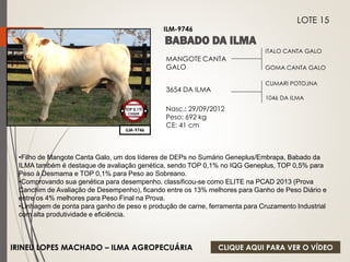 ITALO CANTA GALO 
GOMA CANTA GALO 
MANGOTE CANTA 
GALO 
3654 DA ILMA 
Nasc.: 29/09/2012 
Peso: 692 kg 
CE: 41 cm 
CUMARI POTOJNA 
1046 DA ILMA 
TOP 0,1% 
CIIQUE 
ILM-9746 
LOTE 15 
ILM-9746 
•Filho de Mangote Canta Galo, um dos líderes de DEPs no Sumário Geneplus/Embrapa, Babado da 
ILMA também é destaque de avaliação genética, sendo TOP 0,1% no IQG Geneplus, TOP 0,5% para 
Peso à Desmama e TOP 0,1% para Peso ao Sobreano. 
•Comprovando sua genética para desempenho, classificou-se como ELITE na PCAD 2013 (Prova 
Canchim de Avaliação de Desempenho), ficando entre os 13% melhores para Ganho de Peso Diário e 
entre os 4% melhores para Peso Final na Prova. 
•Linhagem de ponta para ganho de peso e produção de carne, ferramenta para Cruzamento Industrial 
com alta produtividade e eficiência. 
IRINEU LOPES MACHADO – ILMA AGROPECUÁRIA 
CLIQUE AQUI PARA VER O VÍDEO 
 