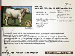 ERECHIM MN DA SANTA 
CAROLINA 
GAZELA MN DA SANTA 
CAROLINA 
JUMBO MN DA 
SANTA CAROLINA 
FANFARRA MN DA 
SANTA CAROLINA 
Nasc.: 15/11/2012 
Peso: 675 kg 
CE: 38 cm 
RGL 101 KAMIL HBB 73295 
85 MN DA SANTA CAROLINA 
ELITE 
OURO 
PCAD-2013 
AAA-7133 
LOTE 18 
AAA-7133 
•Touro mocho natural, filho de Jumbo MN da Santa Carolina, touro com alta capacidade de imprimir 
acabamento de gordura em sua progênie. 
•Quilate 7133 MN foi destaque absoluto na PCAD 2013 (Prova Canchim de Avaliação de Desempenho), 
classificando-se como ELITE OURO na Prova, ficando entre os 15% melhores para Ganho de Peso Diário, 
entre os 5% melhores para Peso ao Final da Prova e 6% melhores para Espessura de Gordura. 
•Excelente oportunidade de genética mocho natural para rebanhos puros ou Cruzamento Industrial, com alto 
desempenho em ganho de peso e garantia de qualidade de carcaça. 
MARIO XAVIER – FAZENDA SANTA CAROLINA 
CLIQUE AQUI PARA VER O VÍDEO 
 