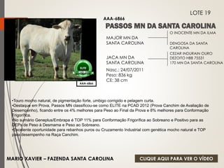 O INOCENTE MN DA ILMA 
DENGOSA DA SANTA 
CAROLINA 
MAJOR MN DA 
SANTA CAROLINA 
JACA MN DA 
SANTA CAROLINA 
Nasc.: 24/07/2011 
Peso: 836 kg 
CE: 38 cm 
CEZAR INDURAIN OURO 
DEZOITO HBB 75531 
170 MN DA SANTA CAROLINA 
ELITE 
PCAD-2012 
AAA-6866 
LOTE 19 
AAA-6866 
•Touro mocho natural, de pigmentação forte, umbigo corrigido e pelagem curta. 
•Destaque em Prova, Passos MN classificou-se como ELITE na PCAD 2012 (Prova Canchim de Avaliação de 
Desempenho), ficando entre os 4% melhores para Peso ao Final da Prova e 8% melhores para Conformação 
Frigorífica. 
•No sumário Geneplus/Embrapa é TOP 11% para Conformação Frigorífica ao Sobreano e Positivo para as 
DEPs de Peso à Desmama e Peso ao Sobreano. 
•Excelente oportunidade para rebanhos puros ou Cruzamento Industrial com genética mocho natural e TOP 
para desempenho na Raça Canchim. 
MARIO XAVIER – FAZENDA SANTA CAROLINA 
CLIQUE AQUI PARA VER O VÍDEO 
 