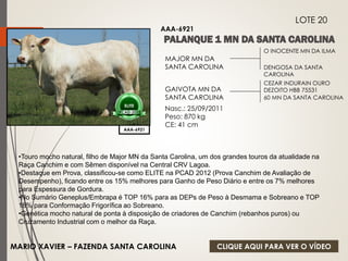 GAIVOTA MN DA 
SANTA CAROLINA 60 MN DA SANTA CAROLINA 
Nasc.: 25/09/2011 
Peso: 870 kg 
CE: 41 cm 
ELITE 
PCAD-2012 
AAA-6921 
LOTE 20 
AAA-6921 
O INOCENTE MN DA ILMA 
DENGOSA DA SANTA 
CAROLINA 
MAJOR MN DA 
SANTA CAROLINA 
CEZAR INDURAIN OURO 
DEZOITO HBB 75531 
•Touro mocho natural, filho de Major MN da Santa Carolina, um dos grandes touros da atualidade na 
Raça Canchim e com Sêmen disponível na Central CRV Lagoa. 
•Destaque em Prova, classificou-se como ELITE na PCAD 2012 (Prova Canchim de Avaliação de 
Desempenho), ficando entre os 15% melhores para Ganho de Peso Diário e entre os 7% melhores 
para Espessura de Gordura. 
•No Sumário Geneplus/Embrapa é TOP 16% para as DEPs de Peso à Desmama e Sobreano e TOP 
18% para Conformação Frigorífica ao Sobreano. 
•Genética mocho natural de ponta à disposição de criadores de Canchim (rebanhos puros) ou 
Cruzamento Industrial com o melhor da Raça. 
MARIO XAVIER – FAZENDA SANTA CAROLINA 
CLIQUE AQUI PARA VER O VÍDEO 
 