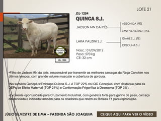 ADSON DA IPÊS 
6750 DA SANTA LUZIA 
JADSON MN DA IPÊS 
LARA PAUZINI S.J. 
Nasc.: 01/09/2012 
Peso: 570 kg 
CE: 32 cm 
GIANE S.J. (TE) 
CREOLINA S.J. 
JSL-1254 
LOTE 21 
JSL-1254 
TOP 22% 
CIIQUE 
•Filho de Jadson MN da Ipês, responsável por transmitir as melhores carcaças da Raça Canchim nos 
últimos tempos, com grande volume muscular e cobertura de gordura. 
•No sumário Geneplus/Embrapa Quinca S.J. é TOP 22% no IQG Geneplus, com destaque para as 
DEPs de Efeito Maternal (TOP 21%) e Conformação Frigorífica à Desmama (TOP 3%). 
•Excelente oportunidade para Cruzamento Industrial, com genética forte para ganho de peso, carcaça 
diferenciada e indicado também para os criadores que retém as fêmeas F1 para reprodução. 
JÚLIO SILVESTRE DE LIMA – FAZENDA SÃO JOAQUIM 
CLIQUE AQUI PARA VER O VÍDEO 
 