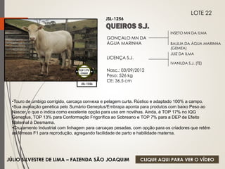 INSETO MN DA ILMA 
BALILIA DA ÁGUA MARINHA 
(GEMEA) 
GONÇALO MN DA 
ÁGUA MARINHA 
LICENÇA S.J. 
Nasc.: 03/09/2012 
Peso: 526 kg 
CE: 36,5 cm 
JUIZ DA ILMA 
IVANILDA S.J. (TE) 
JSL-1256 
LOTE 22 
JSL-1256 
TOP 17% 
CIIQUE 
•Touro de umbigo corrigido, carcaça convexa e pelagem curta. Rústico e adaptado 100% a campo. 
•Sua avaliação genética pelo Sumário Geneplus/Embrapa aponta para produtos com baixo Peso ao 
Nascer, o que o indica como excelente opção para uso em novilhas. Ainda, é TOP 17% no IQG 
Geneplus, TOP 13% para Conformação Frigorífica ao Sobreano e TOP 7% para a DEP de Efeito 
Maternal à Desmama. 
•Cruzamento Industrial com linhagem para carcaças pesadas, com opção para os criadores que retém 
as fêmeas F1 para reprodução, agregando facilidade de parto e habilidade materna. 
JÚLIO SILVESTRE DE LIMA – FAZENDA SÃO JOAQUIM 
CLIQUE AQUI PARA VER O VÍDEO 
 