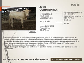 LT WYOMING WIND 4020 PLD 
M411450 (AICA) 
LT EASE’S PEARL 9034 PLD (*) 
F852547 (AICA) 
LT THUNDERING 
WIND 5200P 
M705186 (AICA) 
3075 DA IPÊS 
Nasc.: 24/09/2012 
Peso: 525 kg 
CE: 37,5 cm 
CANCHIM 
NELORE 
JSL-1275 
LOTE 23 
JSL-1275 
•Touro mocho natural, da nova linhagem da Raça Canchim, produto de um trabalho para refrescamento de 
sangue na Raça com o melhor da Genética disponível no exterior. Rústico e adaptado, criado 100% a campo. 
•Sua avaliação genética pelo Sumário Geneplus/Embrapa aponta para produtos com baixo Peso ao Nascer, o 
que o indica como excelente opção para uso em novilhas. Ainda, é TOP 25% para a DEP de Perímetro 
Escrotal à Desmama, sinônimo de precocidade e fertilidade. 
•Opção de linhagem aberta para uso em fêmeas F1 Canchim, matrizes ou novilhas, com facilidade de parto e 
precocidade. 
JÚLIO SILVESTRE DE LIMA – FAZENDA SÃO JOAQUIM 
CLIQUE AQUI PARA VER O VÍDEO 
 