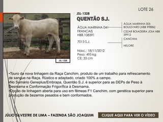 ÁGUA MARINHA 005 
BOULEVARD (HBB 99886) 
CEZAR BOIADEIRA JOIA HBB 
59912 
ÁGUA MARINHA 041 
FRANCAIS 
HBB.108391 
7013 S.J. 
Nasc.: 18/11/2012 
Peso: 495 kg 
CE: 33 cm 
CANCHIM 
NELORE 
JSL-1328 
LOTE 26 
JSL-1328 
•Touro da nova linhagem da Raça Canchim, produto de um trabalho para refrescamento 
de sangue na Raça. Rústico e adaptado, criado 100% a campo. 
•No Sumário Geneplus/Embrapa, Quentão S.J. é superior para as DEPs de Peso à 
Desmama e Conformação Frigorífica à Desmama. 
•Opção de linhagem aberta para uso em fêmeas F1 Canchim, com genética superior para 
produção de bezerros pesados e bem conformados. 
JÚLIO SILVESTRE DE LIMA – FAZENDA SÃO JOAQUIM 
CLIQUE AQUI PARA VER O VÍDEO 
 