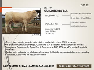 GUARUJA FJ CONTINENTAL 
R-MA-36354 DA AMÉRICA 
JEITOSO MN S.J. 
KAURA S.J. (TE) 
Nasc.: 06/12/2012 
Peso: 500 kg 
CE: 34 cm 
JOCA DA ITAPEMA 
NOSTALGIA DA ILMA 
JSL-1349 
LOTE 27 
JSL-1349 
•Touro jovem, de pigmetação forte, rústico e adaptado criado 100% a campo. 
•No Sumário Geneplus/Embrapa, Quiloherts S.J. é superior para as DEPs de Peso à 
Desmama e Conformação Frigorífica à Desmama, e TOP 18% para Perímetro Escrotal à 
Desmama. 
•Cruzamento Industrial com linhagem forte para fertilidade, produção de bezerros pesados 
e precoces, lucro certo na pecuária de corte. 
JÚLIO SILVESTRE DE LIMA – FAZENDA SÃO JOAQUIM 
CLIQUE AQUI PARA VER O VÍDEO 
 