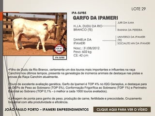 JURI DA ILMA 
RAINHA DA PEREIRA 
H.J.A. DUDU DA RIO 
BRANCO (TE) 
DANIELA DA 
IPAMERI 
Nasc.: 31/08/2012 
Peso: 602 kg 
CE: 42 cm 
UNIVERSO DA IPAMERI 
(TE) 
SOCIALITE MN DA IPAMERI 
IPA-56985 
LOTE 29 
IPA-56985 
TOP 4% 
CIIQUE 
•Filho de Dudu da Rio Branco, certamente um dos touros mais importantes e influentes na raça 
Canchim nos últimos tempos, presente na genealogia de inúmeros animais de destaque nas pistas e 
provas da Raça Canchim atualmente. 
•Touro de excelente avaliação genética, Garfo da Ipameri é TOP 4% no IQG Geneplus, e destaque para 
as DEPs de Peso ao Sobreano (TOP 5%), Conformação Frigorífica ao Sobreano (TOP 1%) e Perímetro 
Escrotal ao Sobrano (TOP 0,1% - o melhor a cada 1000 touros avaliados). 
•Linhagem de ponta para ganho de peso, produção de carne, fertilidade e precocidade, Cruzamento 
Industrial com alta produtividade e eficiência. 
JOÃO PAULO PORTO – IPAMERI EMPREENDIMENTOS 
CLIQUE AQUI PARA VER O VÍDEO 
 