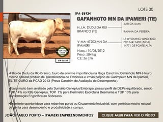 JURI DA ILMA 
RAINHA DA PEREIRA 
H.J.A. DUDU DA RUI 
BRANCO (TE) 
V-MA-47203 MN DA 
IPAMERI 
Nasc.: 10/08/2012 
Peso: 584 kg 
CE: 36 cm 
LT WYOMING WIND 4020 
PLD M411450 (AICA) 
14771 DE PONTE ALTA 
IPA-56934 
LOTE 30 
IPA-56934 
TOP 14% 
CIIQUE 
•Filho de Dudu da Rio Branco, touro de enorme importância na Raça Canchim, Gafanhoto MN é touro 
mocho natural produto de Transferência de Embriões e irmão próprio de Garimpeiro MN da Ipameri, 
ELITE OURO da PCAD 2013 (Prova Canchim de Avaliação de Desempenho). 
•Touro muito bem avaliado pelo Sumário Geneplus/Embrapa, possui perfil de DEPs equilibrado, sendo 
TOP 14% no IQG Geneplus, TOP 7% para Perímetro Escrotal à Desmama e TOP 10% para 
Conformação Frigorífica ao Sobreano. 
•Excelente oportunidade para rebanhos puros ou Cruzamento Industrial, com genética mocho natural 
de ponta para desempenho e produtividade a campo. 
JOÃO PAULO PORTO – IPAMERI EMPREENDIMENTOS 
CLIQUE AQUI PARA VER O VÍDEO 
 