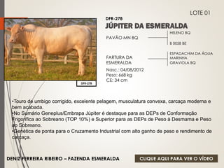 HELENO BQ 
B 0058 BE 
PAVÃO MN BQ 
FARTURA DA 
ESMERALDA 
Nasc.: 04/08/2012 
Peso: 668 kg 
CE: 34 cm 
ESPADACHIM DA ÁGUA 
MARINHA 
GRAVIOLA BQ 
DFR-278 
LOTE 01 
DFR-278 
•Touro de umbigo corrigido, excelente pelagem, musculatura convexa, carcaça moderna e 
bem acabada. 
•No Sumário Geneplus/Embrapa Júpiter é destaque para as DEPs de Conformação 
Frigorífica ao Sobreano (TOP 10%) e Superior para as DEPs de Peso à Desmama e Peso 
ao Sobreano. 
•Genética de ponta para o Cruzamento Industrial com alto ganho de peso e rendimento de 
carcaça. 
DENIZ FERREIRA RIBEIRO – FAZENDA ESMERALDA 
CLIQUE AQUI PARA VER O VÍDEO 
 