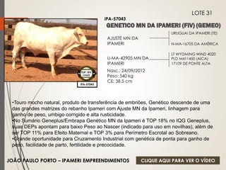 URUGUAI DA IPAMERI (TE) 
N-MA-16705 DA AMÉRICA 
AJUSTE MN DA 
IPAMERI 
U-MA-42905 MN DA 
IPAMERI 
Nasc.: 24/09/2012 
Peso: 540 kg 
CE: 38,5 cm 
LT WYOMING WIND 4020 
PLD M411450 (AICA) 
17109 DE PONTE ALTA 
IPA-57043 
LOTE 31 
IPA-57043 
TOP 18% 
CIIQUE 
•Touro mocho natural, produto de transferência de embriões, Genético descende de uma 
das grandes matrizes do rebanho Ipameri com Ajuste MN da Ipameri, linhagem para 
ganho de peso, umbigo corrigido e alta rusticidade. 
•No Sumário Geneplus/Embrapa Genético MN da Ipameri é TOP 18% no IQG Geneplus, 
suas DEPs apontam para baixo Peso ao Nascer (indicado para uso em novilhas), além de 
ser TOP 11% para Efeito Maternal e TOP 3% para Perímetro Escrotal ao Sobreano. 
•Grande oportunidade para Cruzamento Industrial com genética de ponta para ganho de 
peso, facilidade de parto, fertilidade e precocidade. 
JOÃO PAULO PORTO – IPAMERI EMPREENDIMENTOS 
CLIQUE AQUI PARA VER O VÍDEO 
 