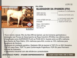 GUARUJA FJ CONTINENTAL 
QUIXUXU DE PONTE ALTA 
ABIO MN DA 
APAMERI (TE) 
V-MA-47200 MN DA 
IPAMERI 
Nasc.: 03/10/2012 
Peso: 549 kg 
CE: 35 cm 
LT WYOMING WIND 4020 
PLD M411450 (AICA) 
14328 DE PONTE ALTA 
IPA-57096 
LOTE 32 
IPA-57096 
TOP 2% 
CIIQUE 
•Touro mocho natural, filho de Abio MN da Ipameri, pai de inúmeros ganhadores e 
destaques nas Provas de Desempenho da Raça Canchim (PCADs) nos úlltimos anos. 
•Classificado como SUPERIOR PLUS na PCAD 2013, ficando entre os 28% melhores 
para Ganho de Peso Diário, 23% melhores para AOL e entre os 10% melhores para 
Espessura de Gordura. 
•Destaque em avaliação genética, Gladiador MN da Ipameri é TOP 2% no IQG Geneplus, 
TOP 6% para Peso, TOP 7% para Conformação Frigorífica e TOP 8% para Perímetro 
Escrotal ao Sobreano. 
•Cruzamento Industrial com alta eficiência e produtividade. 
JOÃO PAULO PORTO – IPAMERI EMPREENDIMENTOS 
CLIQUE AQUI PARA VER O VÍDEO 
 