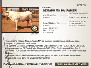 URUGUAI DA IPAMERI (TE) 
N-MA-16705 DA AMÉRICA 
AJUSTE MN DA 
IPAMERI 
T-MA-39942 MN DA 
IPAMERI 
Nasc.: 21/09/2012 
Peso: 525 kg 
CE: 40,5 cm 
HELP ALABAMA POLLED 
7C M372846 (AICA) 
11959 DE PONTE ALTA 
IPA-57036 
LOTE 33 
IPA-57036 
TOP 22% 
CIIQUE 
•Touro mocho natural, filho de Ajuste MN da Ipameri, linhagem para ganho de peso, 
umbigo corrigido e alta rusticidade. 
•No Sumário Geneplus/Embrapa, Gemado MN da Ipameri é TOP 22% no IQG Geneplus, 
e destaque para as DEPs de Efeito Maternal (TOP 16%), Conformação Frigorífica à 
Desmama (TOP 21%) e Perímetro Escrotal ao Sobreano (TOP 0,5% - 1 a cada 500 touros 
avaliados). 
•Linhagem mocho natural de destaque para ganho de peso, rusticidade, fertilidade e 
precocidade, lucro certo no Cruzamento Industrial. 
JOÃO PAULO PORTO – IPAMERI EMPREENDIMENTOS 
CLIQUE AQUI PARA VER O VÍDEO 
 