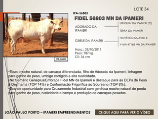 URUGUAI DA IPAMERI (TE) 
TERRA DA IPAMERI 
ADORADO DA 
IPAMERI 
CIBELE DA IPAMERI 
Nasc.: 28/10/2011 
Peso: 787 kg 
CE: 36 cm 
HELVÉTICO QUATRO K 
V-MA-47168 MN DA IPAMERI 
IPA-56803 
LOTE 34 
IPA-56803 
•Touro mocho natural, de carcaça diferenciada, filho de Adorado da Ipameri, linhagem 
para ganho de peso, umbigo corrigido e alta rusticidade. 
•No Sumário Geneplus/Embrapa Fidel MN da Ipameri é destaque para as DEPs de Peso 
à Desmama (TOP 14%) e Conformação Frigorífica ao Sobreano (TOP 8%). 
•Grande oportunidade para Cruzamento Industrial com genética mocho natural de ponta 
para ganho de peso, rusticidade a campo e produção de carcaças pesadas. 
JOÃO PAULO PORTO – IPAMERI EMPREENDIMENTOS 
CLIQUE AQUI PARA VER O VÍDEO 
 