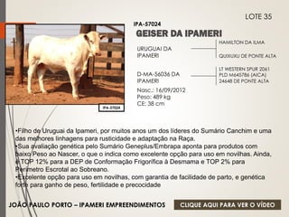 HAMILTON DA ILMA 
QUIXUXU DE PONTE ALTA 
URUGUAI DA 
IPAMERI 
D-MA-56036 DA 
IPAMERI 
Nasc.: 16/09/2012 
Peso: 489 kg 
CE: 38 cm 
LT WESTERN SPUR 2061 
PLD M645786 (AICA) 
24648 DE PONTE ALTA 
IPA-57024 
LOTE 35 
IPA-57024 
•Filho de Uruguai da Ipameri, por muitos anos um dos líderes do Sumário Canchim e uma 
das melhores linhagens para rusticidade e adaptação na Raça. 
•Sua avaliação genética pelo Sumário Geneplus/Embrapa aponta para produtos com 
baixo Peso ao Nascer, o que o indica como excelente opção para uso em novilhas. Ainda, 
é TOP 12% para a DEP de Conformação Frigorífica à Desmama e TOP 2% para 
Perímetro Escrotal ao Sobreano. 
•Excelente opção para uso em novilhas, com garantia de facilidade de parto, e genética 
forte para ganho de peso, fertilidade e precocidade 
JOÃO PAULO PORTO – IPAMERI EMPREENDIMENTOS 
CLIQUE AQUI PARA VER O VÍDEO 
 