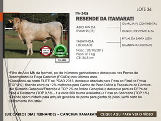 GUARUJA FJ CONTINENTAL 
QUIXUXU DE PONTE ALTA 
ABIO MN DA 
IPAMERI (TE) 
TABATINGA 
LIBERDADE 
Nasc.: 28/10/2012 
Peso: 611 kg 
CE: 36,5 cm 
RITUAL DA SANTA LUZIA 
QUANTINHA LIBERDADE 
ITA-2426 
LOTE 36 
ITA-2426 
TOP 2% 
CIIQUE 
ELITE 
PCAD-2013 
•Filho de Abio MN da Ipameri, pai de inúmeros ganhadores e destaques nas Provas de 
Desempenho da Raça Canchim (PCADs) nos úlltimos anos. 
•Classificou-se como ELITE na PCAD 2013, destaque absoluto para Peso ao Final da Prova 
(TOP 4%), ficando entre os 12% melhores para Ganho de Peso Diário e Espessura de Gordura. 
•No Sumário Geneplus/Embrapa é TOP 2% no Índice Geneplus e destaque para as DEPs de 
Peso à Desmama (TOP 0,5% - 1 a cada 500 touros avaliados) e Peso ao Sobreano (TOP 1%). 
•Grande oportunidade para adquirir genética de ponta para ganho de peso, lucro certo no 
Cruzamento Industrial. 
LUIZ CARLOS DIAS FERNANDES – CANCHIM ITAMARATI 
CLIQUE AQUI PARA VER O VÍDEO 
 
