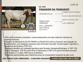 GERENTE MN DA ITAPEMA 
M-MA-16333 DE PONTE ALTA 
DANONE MN JM 
PENSILVANIA 
LIBERDADE 
Nasc.: 24/08/2011 
Peso: 823 kg 
CE: 44 cm 
RITUAL DA SANTA LUZIA 
JUCA LIBERDADE 
ITA-1875 
LOTE 39 
ITA-1875 
ELITE 
PRATA 
PCAD-2012 
TOP 13% 
CIIQUE 
•Filho de Pensilvânia Liberdade, comprovadamente uma das melhores matrizes do 
rebanho Itamarati. 
•Pagador da Itamarati foi ELITE PRATA na PCAD 2012 (Prova Canchim de Avaliação de 
Desempenho), com destaque absoluto para Perímetro Escrotal, Conformação Frigorífica e 
Espessura de Gordura (TOP 4%). 
•Destaque também em avaliação genética pelo Sumário Geneplus/Embrapa, é TOP 13% 
no IQG Geneplus, TOP 9% para Peso à Desmama e TOP 0,1% para Perímetro Escrotal 
ao Sobreano (1 a cada 1000 touros avaliados). 
•Excelente oportunidade para rebanhos puros ou Cruzamento Industrial de alto nível. 
LUIZ CARLOS DIAS FERNANDES – CANCHIM ITAMARATI 
CLIQUE AQUI PARA VER O VÍDEO 
 