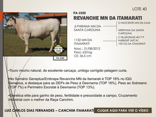 O INOCENTE MN DA ILMA 
XERIPANA DA SANTA 
CAROLINA 
JI-PARANA MN DA 
SANTA CAROLINA 
1132 MN DA 
ITAMARATI 
Nasc.: 31/08/2012 
Peso: 633 kg 
CE: 36,5 cm 
LT BLUEGRASS 4017 P 
M686569 (AICA) 
100155 DA ITAMARATI 
ITA-2320 
LOTE 40 
ITA-2320 
TOP 18% 
CIIQUE 
•Touro mocho natural, de excelente carcaça, umbigo corrigido pelagem curta. 
•No Sumário Geneplus/Embrapa Revanche MN da Itamarati é TOP 18% no IQG 
Geneplus, e destaque para as DEPs de Peso à Desmama (TOP 18%), Peso ao Sobreano 
(TOP 7%) e Perímetro Escrotal à Desmama (TOP 13%). 
•Genética elite para ganho de peso, fertilidade e precocidade a campo, Cruzamento 
Industrial com o melhor da Raça Canchim. 
LUIZ CARLOS DIAS FERNANDES – CANCHIM ITAMARATI 
CLIQUE AQUI PARA VER O VÍDEO 
 