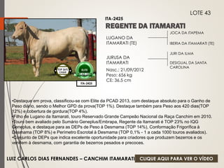 JOCA DA ITAPEMA 
IBERIA DA ITAMARATI (TE) 
LUGANO DA 
ITAMARATI (TE) 
JURUSA DA 
ITAMARATI 
Nasc.: 21/09/2012 
Peso: 656 kg 
CE: 36,5 cm 
JURI DA ILMA 
DESIGUAL DA SANTA 
CAROLINA 
ITA-2425 
LOTE 43 
ITA-2425 
TOP 26% 
CIIQUE 
ELITE 
PCAD-2013 
•Destaque em prova, classificou-se com Elite da PCAD 2013, com destaque absoluto para o Ganho de 
Peso diário, sendo o Melhor GPD da prova(TOP 1%). Destaque também para Peso aos 420 dias(TOP 
12%) e cobertura de gordura(TOP 4%). 
•Filho de Lugano da Itamarati, touro Reservado Grande Campeão Nacional da Raça Canchim em 2010. 
•Touro bem avaliado pelo Sumário Geneplus/Embrapa, Regente da Itamarati é TOP 23% no IQG 
Geneplus, e destaque para as DEPs de Peso à Desmama (TOP 14%), Conformação Frigorífica à 
Desmama (TOP 8%) e Perímetro Escrotal à Desmama (TOP 0,1% - 1 a cada 1000 touros avaliados). 
•Conjunto de DEPs que indica excelente oportunidade para criadores que produzem bezerros e os 
vendem à desmama, com garantia de bezerros pesados e precoces. 
LUIZ CARLOS DIAS FERNANDES – CANCHIM ITAMARATI 
CLIQUE AQUI PARA VER O VÍDEO 
 
