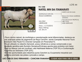 INSETO MN DA ILMA 
BALILA DA ÁGUA MARINHA 
(GEMEA) 
GONÇALO MN DA 
ÁGUA MARINHA 
MA-3561 
LIBERDADE 
Nasc.: 11/10/2010 
Peso: 930 kg 
CE: 38 cm 
FALCON 33 DA TROPICAL 
HBB 72705 
2008 LIBERDADE 
ITA-1540 
LOTE 44 
ITA-1540 
TOP 30% 
CIIQUE 
•Touro mocho natural, de morfologia e caracterização racial diferenciadas, destacou-se 
nas principais pistas de julgamento da Raça Canchim, sendo Campeão Nacional Touro 
Adulto em São Paulo/13 e Grande Campeão em Paranaíba/13. 
•Touro utilizado no rebanho Itamarati, possui eficiência a campo comprovada e sua 
avaliação genética pelo Sumário Geneplus/Embrapa aponta para produtos com baixo 
Peso ao Nascer (uso em novilhas), alta Habilidade Materna (TOP 5%) e Conformação 
Frigorífica ao Sobreano (TOP 22%). 
•Grande oportunidade para rebanhos puros Canchim ou Cruzamento Industrial com 
genética premiada nas pistas e provada a campo. 
LUIZ CARLOS DIAS FERNANDES – CANCHIM ITAMARATI 
CLIQUE AQUI PARA VER O VÍDEO 
 