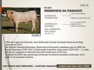 JOCA DA ITAPEMA 
IBERIA DA ITAMARATI (TE) 
LUGANO DA 
ITAMARATI (TE) 
LACINELIA DA 
ITAMARATI 
Nasc.: 08/08/2012 
Peso: 634 kg 
CE: 31 cm 
H.J.A. DUDU DA RUI 
BRANCO (TE) 
INES DA ITAMARATI 
ITA-2237 
LOTE 45 
ITA-2237 
•Filho de Lugano da Itamarati, touro Reservado Grande Campeão Nacional da Raça 
Canchim em 2010. 
•No Sumário Geneplus/Embrapa, Reservista da Itamarati é destaque para as DEPs de 
Peso à Desmama (TOP 16%), Conformação Frigorífica à Desmama (TOP 0,5% - 1 a cada 
500 touros avaliados) e Perímetro Escrotal à Desmama (TOP 5%). 
•Conjunto de DEPs que aponta para produção de bezerros pesados e precoces, lucro 
certo no Cruzamento Industria 
LUIZ CARLOS DIAS FERNANDES – CANCHIM ITAMARATI 
CLIQUE AQUI PARA VER O VÍDEO 
 