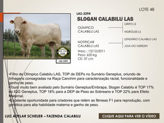 GRIFO LS 
HIDRÓLISE LS 
OLÍMPICO 
CALABILU LAS 
NOTIFICAR 
CALABILU LAS 
Nasc.: 13/12/2011 
Peso: 650 kg 
CE: 37 cm 
LENDÁRIO CALABILU LAS 
JOIA DO GEREZIN 
LAS-3394 
LOTE 48 
LAS-3394 
TOP 17% 
CIIQUE 
•Filho de Olímpico Calabilu LAS, TOP de DEPs no Sumário Geneplus, oriundo de 
linhagens consagradas na Raça Canchim para caracterização racial, funcionalidade e 
ganho de peso. 
•Touro muito bem avaliado pelo Sumário Geneplus/Embrapa, Slogan Calabilu é TOP 17% 
no IQG Geneplus, TOP 18% para a DEP de Peso ao Sobreano e TOP 22% para Efeito 
Maternal. 
•Excelente oportunidade para criadores que retém as fêmeas F1 para reprodução, com 
genética para alta habilidade materna e ganho de peso. 
LUIZ ADELAR SCHEUER – FAZENDA CALABILU 
CLIQUE AQUI PARA VER O VÍDEO 
 