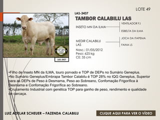 VENTILADOR FJ 
ESBELTA DA ILMA 
INSETO MN DA ILMA 
MEDIR CALABILU 
LAS 
Nasc.: 01/05/2012 
Peso: 625 kg 
CE: 35 cm 
JOCA DA ITAPEMA 
FAINA LS 
LAS-3437 
LOTE 49 
LAS-3437 
TOP 28% 
CIIQUE 
•Filho de Inseto MN da ILMA, touro porvado e TOP de DEPs no Sumário Geneplus. 
•No Sumário Geneplus/Embrapa Tambor Calabilu é TOP 28% no IQG Geneplus, Superior 
para as DEPs de Peso à Desmama, Peso ao Sobreano, Confomação Frigorífica à 
Desmama e Confomação Frigorífica ao Sobreano. 
•Cruzamento Industrial com genética TOP para ganho de peso, rendimento e qualidade 
de carcaça. 
LUIZ ADELAR SCHEUER – FAZENDA CALABILU 
CLIQUE AQUI PARA VER O VÍDEO 
 