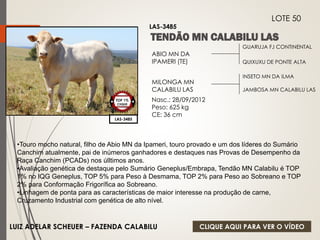 GUARUJA FJ CONTINENTAL 
QUIXUXU DE PONTE ALTA 
ABIO MN DA 
IPAMERI (TE) 
MILONGA MN 
CALABILU LAS 
Nasc.: 28/09/2012 
Peso: 625 kg 
CE: 36 cm 
INSETO MN DA ILMA 
JAMBOSA MN CALABILU LAS 
LAS-3485 
LOTE 50 
LAS-3485 
TOP 1% 
CIIQUE 
•Touro mocho natural, filho de Abio MN da Ipameri, touro provado e um dos líderes do Sumário 
Canchim atualmente, pai de inúmeros ganhadores e destaques nas Provas de Desempenho da 
Raça Canchim (PCADs) nos úlltimos anos. 
•Avaliação genética de destaque pelo Sumário Geneplus/Embrapa, Tendão MN Calabilu é TOP 
1% no IQG Geneplus, TOP 5% para Peso à Desmama, TOP 2% para Peso ao Sobreano e TOP 
2% para Conformação Frigorífica ao Sobreano. 
•Linhagem de ponta para as características de maior interesse na produção de carne, 
Cruzamento Industrial com genética de alto nível. 
LUIZ ADELAR SCHEUER – FAZENDA CALABILU 
CLIQUE AQUI PARA VER O VÍDEO 
 