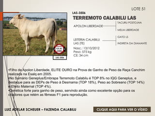 TACURU POSTOJNA 
MELIA LIBERDADE 
APOLON LIBERDADE 
LEITERIA CALABILU 
LAS (TE) 
Nasc.: 13/10/2012 
Peso: 575 kg 
CE: 34 cm 
GATO LS 
INDIRETA DA DIAMANTE 
LAS-3506 
LOTE 51 
LAS-3506 
TOP 8% 
CIIQUE 
•Filho de Apolon Liberdade, ELITE OURO na Prova de Ganho de Peso da Raça Canchim 
realizada na Esalq em 2005. 
•No Sumário Geneplus/Embrapa Terremoto Calabilu é TOP 8% no IQG Geneplus, e 
destaque para as DEPs de Peso à Desmama (TOP 18%), Peso ao Sobreano (TOP 14%) 
e Efeito Maternal (TOP 4%). 
•Genética forte para ganho de peso, servindo ainda como excelente opção para os 
criadores que retém as fêmeas F1 para reprodução. 
LUIZ ADELAR SCHEUER – FAZENDA CALABILU 
CLIQUE AQUI PARA VER O VÍDEO 
 
