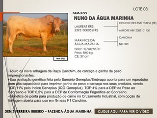 CONCILE RR5 8587103951 (FR) 
AURORE HBF 2385101130 
LAUREAT RR5 
2395100005 (FR) 
MAX-NICE DA 
ÁGUA MARINHA 
Nasc.: 07/09/2011 
Peso: 840 kg 
CE: 37 cm 
CANCHIM 
NELORE 
FAM-2722 
LOTE 03 
FAM-2722 
•Touro da nova linhagem da Raça Canchim, de carcaça e ganho de peso 
impressionantes. 
•Sua avaliação genética feita pelo Sumário Geneplus/Embrapa aponta para um reprodutor 
com alta capacidade para imprimir ganho de peso e carcaça nos seus produtos, sendo 
TOP 11% pelo Índice Geneplus (IQG Geneplus), TOP 4% para a DEP de Peso ao 
Sobreano e TOP 0,5% para a DEP de Conformação Frigorífica ao Sobreano. 
•Genética de ponta para produção de carne no Cruzamento Industrial, com opção de 
linhagem aberta para uso em fêmeas F1 Canchim. 
DENIZ FERREIRA RIBEIRO – FAZENDA ÁGUA MARINHA 
CLIQUE AQUI PARA VER O VÍDEO 
 