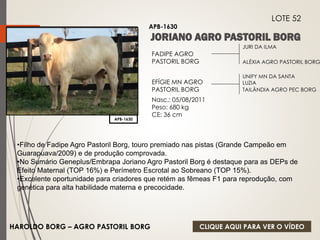 JURI DA ILMA 
ALÉXIA AGRO PASTORIL BORG 
FADIPE AGRO 
PASTORIL BORG 
EFÍGIE MN AGRO 
PASTORIL BORG 
Nasc.: 05/08/2011 
Peso: 680 kg 
CE: 36 cm 
UNIFY MN DA SANTA 
LUZIA 
TAILÂNDIA AGRO PEC BORG 
APB-1630 
LOTE 52 
APB-1630 
•Filho de Fadipe Agro Pastoril Borg, touro premiado nas pistas (Grande Campeão em 
Guarapuava/2009) e de produção comprovada. 
•No Sumário Geneplus/Embrapa Joriano Agro Pastoril Borg é destaque para as DEPs de 
Efeito Maternal (TOP 16%) e Perímetro Escrotal ao Sobreano (TOP 15%). 
•Excelente oportunidade para criadores que retém as fêmeas F1 para reprodução, com 
genética para alta habilidade materna e precocidade. 
HAROLDO BORG – AGRO PASTORIL BORG 
CLIQUE AQUI PARA VER O VÍDEO 
 