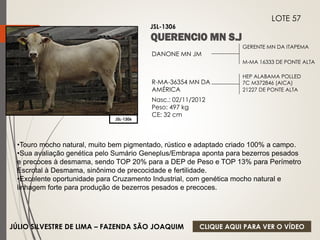 GERENTE MN DA ITAPEMA 
M-MA 16333 DE PONTE ALTA 
DANONE MN JM 
R-MA-36354 MN DA 
AMÉRICA 
Nasc.: 02/11/2012 
Peso: 497 kg 
CE: 32 cm 
HEP ALABAMA POLLED 
7C M372846 (AICA) 
21227 DE PONTE ALTA 
JSL-1306 
LOTE 57 
JSL-1306 
•Touro mocho natural, muito bem pigmentado, rústico e adaptado criado 100% a campo. 
•Sua avaliação genética pelo Sumário Geneplus/Embrapa aponta para bezerros pesados 
e precoces à desmama, sendo TOP 20% para a DEP de Peso e TOP 13% para Perímetro 
Escrotal à Desmama, sinônimo de precocidade e fertilidade. 
•Excelente oportunidade para Cruzamento Industrial, com genética mocho natural e 
linhagem forte para produção de bezerros pesados e precoces. 
JÚLIO SILVESTRE DE LIMA – FAZENDA SÃO JOAQUIM 
CLIQUE AQUI PARA VER O VÍDEO 
 