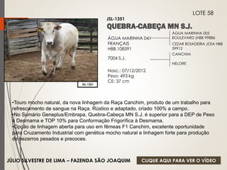 ÁGUA MARINHA 005 
BOULEVARD (HBB 99886 
CEZAR BOIADEIRA JOIA HBB 
59912 
ÁGUA MARINHA 041 
FRANÇAIS 
HBB.108391 
7004 S.J. 
Nasc.: 07/12/2012 
Peso: 493 kg 
CE: 37 cm 
CANCHIM 
NELORE 
JSL-1351 
LOTE 58 
JSL-1351 
•Touro mocho natural, da nova linhagem da Raça Canchim, produto de um trabalho para 
refrescamento de sangue na Raça. Rústico e adaptado, criado 100% a campo. 
•No Sumário Geneplus/Embrapa, Quebra-Cabeça MN S.J. é superior para a DEP de Peso 
à Desmama e TOP 10% para Conformação Frigorífica à Desmama. 
•Opção de linhagem aberta para uso em fêmeas F1 Canchim, excelente oportunidade 
para Cruzamento Industrial com genética mocho natural e linhagem forte para produção 
de bezerros pesados e precoces. 
JÚLIO SILVESTRE DE LIMA – FAZENDA SÃO JOAQUIM 
CLIQUE AQUI PARA VER O VÍDEO 
 