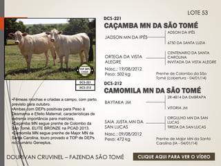 ADSON DA IPÊS 
6750 DA SANTA LUZIA 
JADSON MN DA IPÊS 
ORTEGA DA VISTA 
ALEGRE 
Nasc.: 19/08/2012 
Peso: 502 kg 
CENTENARIO DA SANTA 
CAROLINA 
INVITADA DA VISTA ALEGRE 
TOP 28% 
CIIQUE 
DCS-221 
LOTE 53 
DCS-221 
Prenhe de Colombo da São 
Tomé (cobertura - 04/01/14) 
VITORIA JM 
DCS-212 
BAYTAKA JM 
SAIA JUSTA MN DA 
SAN LUCAS 
Nasc.: 09/08/2012 
Peso: 472 kg 
ORGULHO MN DA SAN 
LUCAS 
TIREZA DA SAN LUCAS 
DCS-212 
2R-4814 DA EMBRAPA 
Prenhe de Major MN da Santa 
Carolina (IA - 04/01/14) 
•Fêmeas mochas e criadas a campo, com parto 
previsto para outubro. 
•Ambas com DEPs positivas para Peso à 
Desmama e Efeito Maternal, características de 
extrema importância para matrizes. 
•Caçamba MN segue prenhe de Colombo da 
São Tomé, ELITE BRONZE na PCAD 2013. 
•Camomila MN segue prenhe de Major MN da 
Santa Carolina, touro provado e TOP de DEPs 
no Sumário Geneplus. 
DOURIVAN CRUVINEL – FAZENDA SÃO TOMÉ CLIQUE AQUI PARA VER O VÍDEO 
 