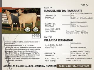 HJA DUDU DA RUI BRANCO 
(TE) 
FLORA MN DA BARRA VELHA 
KANÚ MN DA 
ITAMARATI 
0562 MN DA 
ITAMARATI 
Nasc.: 23/01/2012 
Peso: 565 kg 
EASE 2078 M3602699 
(AICA) 
100141 DA ITAMARATI 
TOP 15% 
TOP 14% 
CIIQUE CIIQUE 
Prenhe de Pégaso MN da 
ITA-2119 
LOTE 54 
ITA-2119 
Itamarati (monta – 18/12/13) 
RAINHA DA PEREIRA 
H.J.A. DUDU DA RIO 
BRANCO (TE) 
0583 MA DA 
ITAMARATI 
Nasc.: 23/01/2011 
Peso: 568 kg 
SCM MONTANA MARBLE 
G216 M470827 (AICA) 
0044 DA ITAMARATI 
ITA-1732 
JURI DA ILMA 
ITA-1732 
Prenhe de Natel MN da Itamarati 
(monta – 04/02/14) 
•Fêmeas ELITE em DEPs, caracterização racial e 
funcionalidade. 
•Raquel é mocha natural, TOP 15% no IQG 
Geneplus e TOP 3% para Peso à Desmama. Segue 
prenhe de Pégaso MN da Itamarati, mocho natural 
e Campeão Touro Jovem em Rio Verde/2013. 
•Pilar é TOP 14% no IQG Geneplus e TOP 0,5% 
para Conformação Frigorífica ao Sobreano. Segue 
prenhe de Natel MN da Itamarati, Campeão 
Nacional Touro Adulto em São Paulo/13 e Grande 
Campeão em Paranaíba/13. 
LUIZ CARLOS DIAS FERNANDES – CANCHIM ITAMARATI CLIQUE AQUI PARA VER O VÍDEO 
 