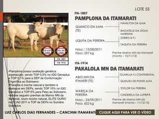 HAMILTON DA ILMA 
BAGATELLE DA ÁGUA 
MARINHA 
QUIMICO DA ILMA 
(TE) 
UQUITA DA PEREIRA 
Nasc.: 13/08/2011 
Peso: 597 kg 
ZORRO III FJ 
TAQUITA DA PEREIRA 
TOP 10% 
CIIQUE 
ITA-1857 
LOTE 55 
ITA-1857 
Prenhe Marino MN da Itamarati 
(monta – 15/11/13) 
QUIXUXU DE PONTE ALTA 
ITA-1914 
ABIO MN DA 
IPAMERI (TE) 
WARELA DA 
PEREIRA 
Nasc.: 24/09/2011 
Peso: 652 kg 
TOFLOR DA PEREIRA 
CINDERELA DA LUPRIPÁ 
ITA-1914 
GUARUJA FJ CONTINENTAL 
TOP 0,5% 
CIIQUE 
Prenhe de Marino MN da 
Itamarati (monta – 11/12/13) 
•Pamplona possui avaliação genética 
expetacular, sendo TOP 0,5% no IQG Geneplus 
e TOP 0,1% para a DEP de Conformação 
Frigorífica ao Sobreano. 
•Pakalola é mocha natural e também é 
destaque em DEPs, sendo TOP 10% no IQG 
Geneplus e TOP 6% para Peso ao Sobreano. 
•Ambas seguem prenhes de Marino MN da 
Itamarati, touro mocho natural, ELITE OURO 
na PCAD 2011 e TOP de DEPs no Sumário 
Geneplus. 
LUIZ CARLOS DIAS FERNANDES – CANCHIM ITAMARATI CLIQUE AQUI PARA VER O VÍDEO 
 