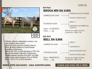 TURBANTE MN DA IPAMERI 
OCASA CANTA GALO 
UMBIGO DA ILMA 
R-5245 DA ILMA 
Nasc.: 21/03/2012 
Peso: ___ kg 
URIEL FJ 
DESTEMIDA DA BARRA DA 
GUAICUI 
ILM-9662 
LOTE 56 
ILM-9662 
TOP 16% 
CIIQUE 
Prenhe de A-8431 da Ilma 
(cobertura - 08/01/14) 
URIEL FJ 
MAGNOLIA FJ 
JUAREZ DA ILMA 
R-5218 DA ILMA 
Nasc.: 08/04/2012 
Peso: ___ kg 
RAPAZ DE PONTE ALTA 
5739 DA SANTA LUZIA 
ILM-9672 ILM-9672 
Prenhe de A-8431 da Ilma 
(cobertura - 08/01/14) 
•Fêmeas rústicas, adaptadas a campo, com 
parto previsto para outubro. 
•Broca é mocha natural e positiva para as 
DEPs de Efeito Materno e Conformação 
Frigorífica à Desmama. 
•Bell é TOP 16% no IQG Geneplus e TOP 10% 
para Conformação Frigorífica à Desmama. 
•Ambas seguem prenhes de A-8431 da ILMA, 
touro mocho natural Superior Plus na PCAD 
2012 e TOP 0,1% no IQG Geneplus. 
IRINEU LOPES MACHADO – ILMA AGROPECUÁRIA CLIQUE AQUI PARA VER O VÍDEO 
 