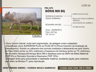 INSETO MN DA ILMA 
BALILA DA ÁGUA MARINHA 
(GEMEA) 
GONÇALO MN DA 
ÁGUA MARINHA 
ROMARIA MN BQ 
Nasc.: 30/08/2012 
Peso: 667 kg 
CE: 35 cm 
QUIVALENTE DA AMÉRICA 
GLOBULINA BQ 
FBQ-3696 
LOTE 04 
FBQ-3696 
•Touro mocho natural, muito bem pigmentado, de pelagem curta e adaptado. 
•Classificado como SUPERIOR PLUS na PCAD 2013 (Prova Canchim de Avaliação de 
Desempenho), ficando na cabeceira dos animais avaliados e destacando-se para Ganho 
de Peso Diário (entre os 24% melhores) e Espessura de Gordura (entre os 7% melhores). 
•No Sumário Geneplus/Embrapa Bóris MN é destaque para as DEPs de Efeito Maternal 
(TOP 6%) e Perímetro Escrotal à Desmama (TOP 16%). 
•Linhagem forte para precocidade e habilidade materna, excelente opção para criadores 
que retém as fêmeas F1 para reprodução. 
DENIZ FERREIRA RIBEIRO – FAZENDA BRAÇO QUEBRADO 
CLIQUE AQUI PARA VER O VÍDEO 
 