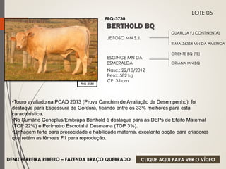 GUARUJA FJ CONTINENTAL 
R-MA-36354 MN DA AMÉRICA 
JEITOSO MN S.J. 
ESGINGE MN DA 
ESMERALDA 
Nasc.: 22/10/2012 
Peso: 582 kg 
CE: 35 cm 
ORIENTE BQ (TE) 
ORIANA MN BQ 
FBQ-3730 
LOTE 05 
FBQ-3730 
•Touro avaliado na PCAD 2013 (Prova Canchim de Avaliação de Desempenho), foi 
destaque para Espessura de Gordura, ficando entre os 33% melhores para esta 
característica. 
•No Sumário Geneplus/Embrapa Berthold é destaque para as DEPs de Efeito Maternal 
(TOP 22%) e Perímetro Escrotal à Desmama (TOP 3%). 
•Linhagem forte para precocidade e habilidade materna, excelente opção para criadores 
que retém as fêmeas F1 para reprodução. 
DENIZ FERREIRA RIBEIRO – FAZENDA BRAÇO QUEBRADO 
CLIQUE AQUI PARA VER O VÍDEO 
 