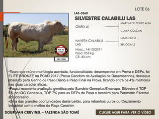 LAS-3360 
LOTE 06 
LAS-3360 
TOP 5% 
CIIQUE 
DOURIVAN CRUVINEL – FAZENDA SÃO TOMÉ 
MARFIM DE PONTE ALTA 
CLARA COLCAN 
GRIFO LS 
NAVETA CALABILU 
LAS 
GAÚCHO LS 
BEIJOCA LS 
Nasc.: 14/10/2011 
Peso: 955 kg 
CE: 40 cm 
•Touro que reúne morfologia acertada, funcionalidade, desempenho em Prova e DEPs, foi 
ELITE BRONZE na PCAD 2012 (Prova Canchim de Avaliação de Desempenho), destaque 
absoluto para Ganho de Peso Diário e Peso Final na Prova, ficando entre os 4% melhores 
nas duas características. 
•Possui excelente avaliação genética pelo Sumário Geneplus/Embrapa, Silvestre é TOP 
5% no IQG Geneplus, TOP 7% para as DEPs de Peso e também para Perímetro Escrotal 
ao Sobreano. 
•Uma das grandes oportunidades deste Leilão, para rebanhos puros ou Cruzamento 
Industrial com o melhor da Raça Canchim 
CLIQUE AQUI PARA VER O VÍDEO 
 