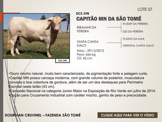 W.3049 DA PEREIRA 
020 DA PEREIRA 
RIBAMAR DA 
PEREIRA 
TANTA CANTA 
GALO 
Nasc.: 29/12/2012 
Peso: 666 kg 
CE: 43 cm 
PLAÍNO DA ILMA 
ORIENTAL CANTA GALO 
DCS-298 
DCS-298 
DOURIVAN CRUVINEL – FAZENDA SÃO TOMÉ 
LOTE 07 
•Touro mocho natural, muito bem caracterizado, de pigmentação forte e pelagem curta. 
•Capitão MN possui carcaça moderna, com grande volume de posterior, musculatura 
convexa e boa cobertura de gordura, além de ser um dos destaques para Perímetro 
Escrotal neste leilão (43 cm). 
•Campeão Nacional na categoria Junior Maior na Exposição de Rio Verde em julho de 2014. 
•Opção para Cruzamento Industrial com caráter mocho, ganho de peso e precocidade. 
CLIQUE AQUI PARA VER O VÍDEO 
 