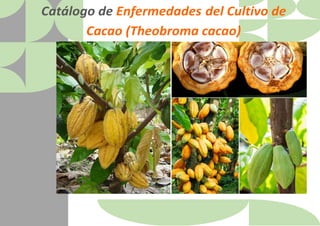 Catálogo de Enfermedades del Cultivo de
Cacao (Theobroma cacao)
 