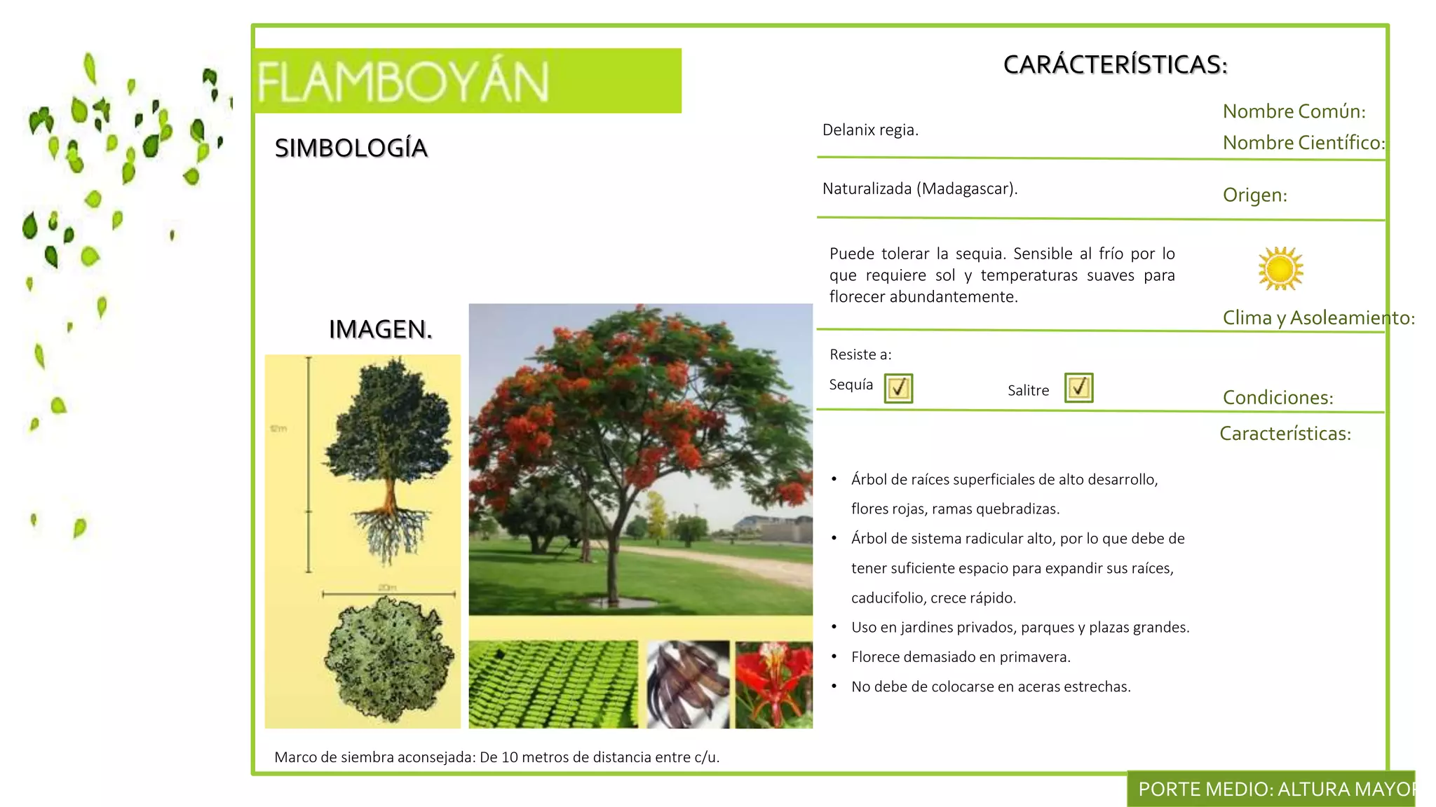 SIMBOLOGÍA
IMAGEN.
CARÁCTERÍSTICAS:
Nombre Común:
Nombre Científico:
Naturalizada (Madagascar). Origen:
Clima y Asoleamiento:
Delanix regia.
Condiciones:
Características:
Resiste a:
Sequía
• Árbol de raíces superficiales de alto desarrollo,
flores rojas, ramas quebradizas.
• Árbol de sistema radicular alto, por lo que debe de
tener suficiente espacio para expandir sus raíces,
caducifolio, crece rápido.
• Uso en jardines privados, parques y plazas grandes.
• Florece demasiado en primavera.
• No debe de colocarse en aceras estrechas.
Marco de siembra aconsejada: De 10 metros de distancia entre c/u.
PORTE MEDIO:ALTURA MAYOR D
Salitre
Puede tolerar la sequia. Sensible al frío por lo
que requiere sol y temperaturas suaves para
florecer abundantemente.
 