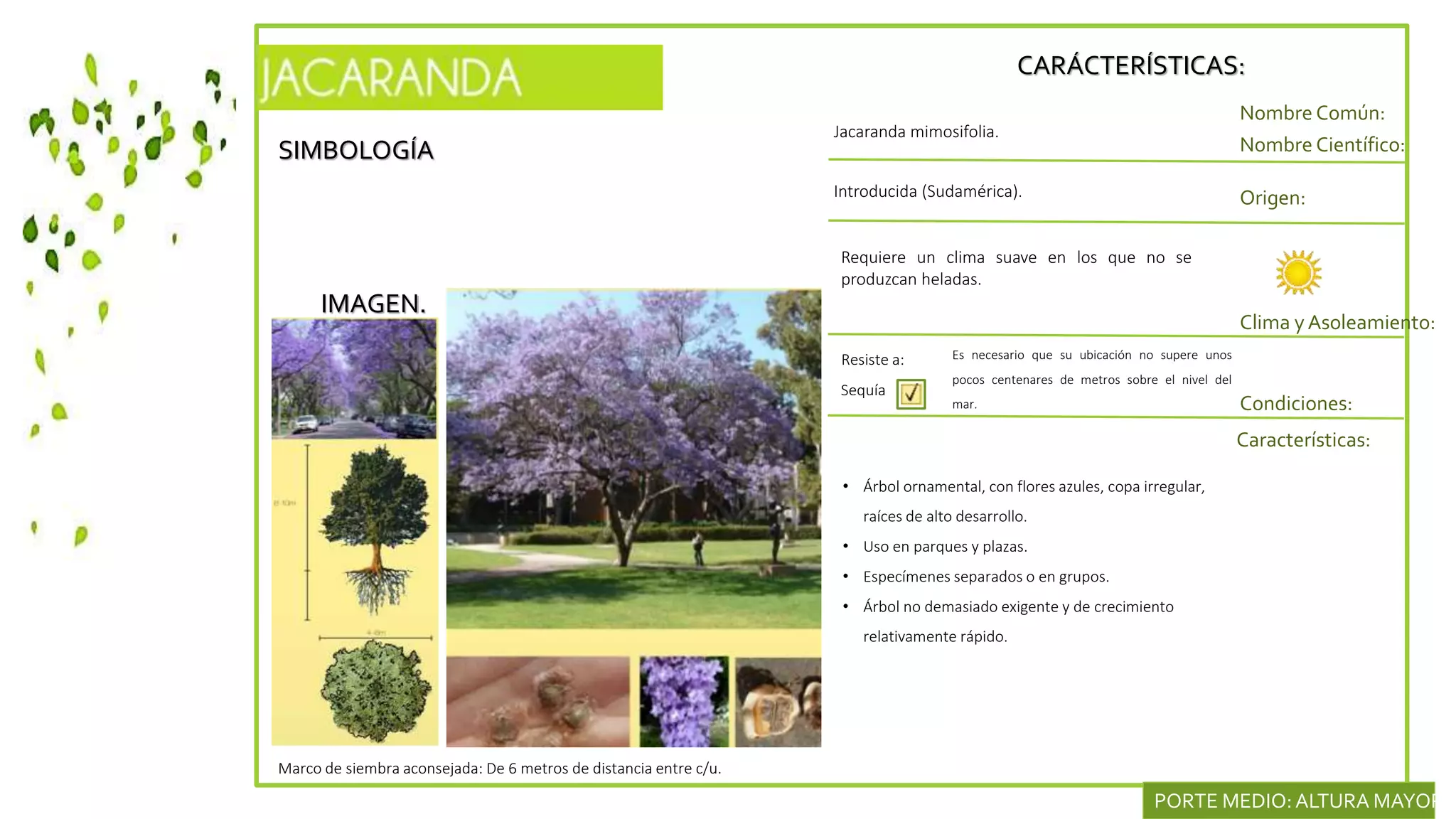 SIMBOLOGÍA
IMAGEN.
CARÁCTERÍSTICAS:
Nombre Común:
Nombre Científico:
Introducida (Sudamérica). Origen:
Clima y Asoleamiento:
Jacaranda mimosifolia.
Condiciones:
Características:
Resiste a:
Sequía
• Árbol ornamental, con flores azules, copa irregular,
raíces de alto desarrollo.
• Uso en parques y plazas.
• Especímenes separados o en grupos.
• Árbol no demasiado exigente y de crecimiento
relativamente rápido.
Marco de siembra aconsejada: De 6 metros de distancia entre c/u.
PORTE MEDIO:ALTURA MAYOR D
Es necesario que su ubicación no supere unos
pocos centenares de metros sobre el nivel del
mar.
Requiere un clima suave en los que no se
produzcan heladas.
 