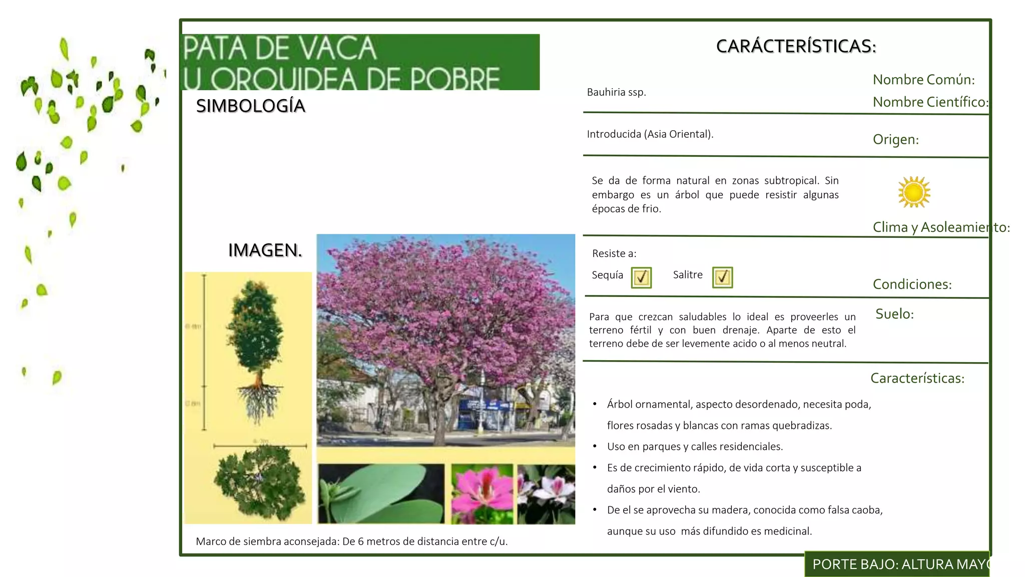SIMBOLOGÍA
IMAGEN.
CARÁCTERÍSTICAS:
Nombre Común:
Nombre Científico:
Introducida (Asia Oriental).
Origen:
Clima y Asoleamiento:
Bauhiria ssp.
Condiciones:
Características:
Resiste a:
Sequía
• Árbol ornamental, aspecto desordenado, necesita poda,
flores rosadas y blancas con ramas quebradizas.
• Uso en parques y calles residenciales.
• Es de crecimiento rápido, de vida corta y susceptible a
daños por el viento.
• De el se aprovecha su madera, conocida como falsa caoba,
aunque su uso más difundido es medicinal.
Marco de siembra aconsejada: De 6 metros de distancia entre c/u.
PORTE BAJO: ALTURA MAYOR DE
Se da de forma natural en zonas subtropical. Sin
embargo es un árbol que puede resistir algunas
épocas de frio.
Salitre
Suelo:Para que crezcan saludables lo ideal es proveerles un
terreno fértil y con buen drenaje. Aparte de esto el
terreno debe de ser levemente acido o al menos neutral.
 